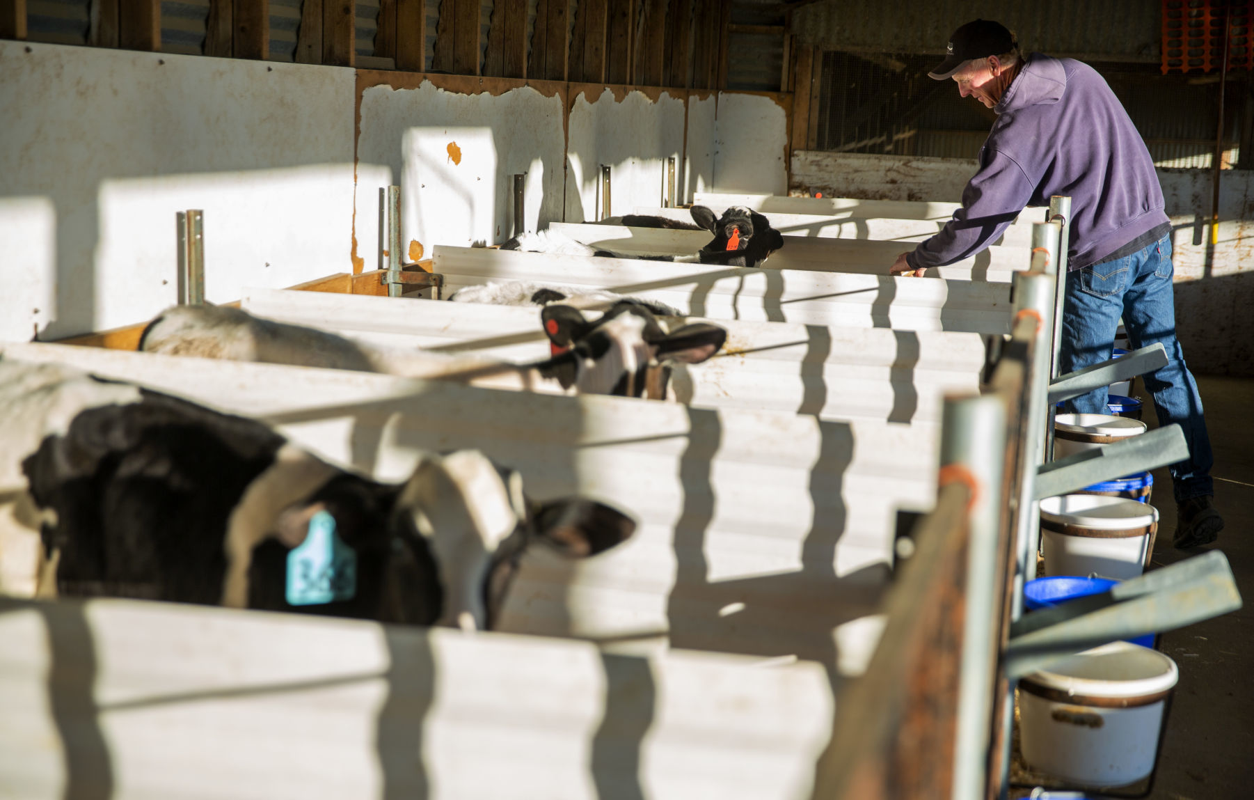 Dairy farm